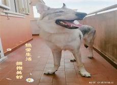 捷克狼犬容易训练