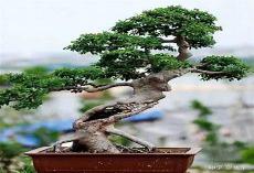 榔榆造型树图片大全