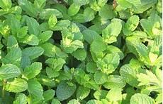 小野香菜什么梗